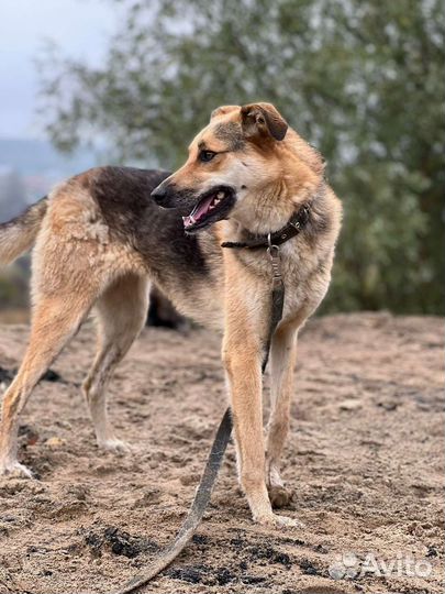 Собака Лора