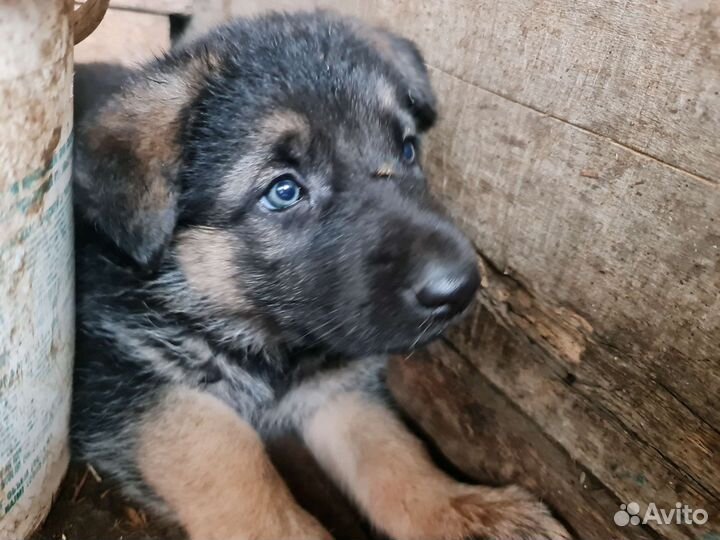 Щенки Восточноевропейской овчарки