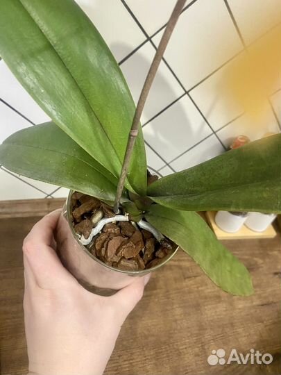 Орхидея фаленопсис