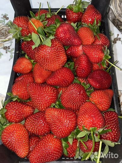 Свежая Клубника