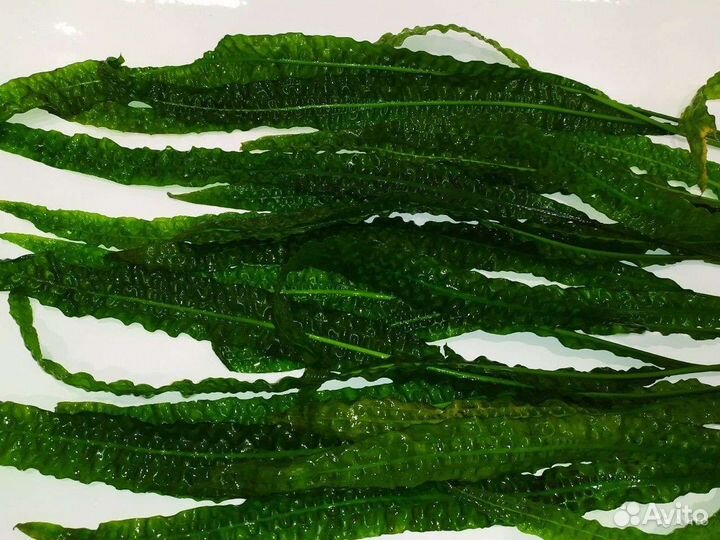 Аквариумные растения