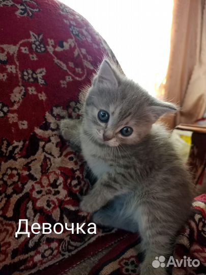 Котята