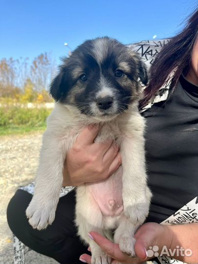 Ищут дом шенки