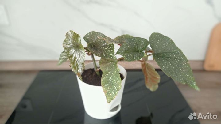 Бегония, комнатные растения, комнатный цветок