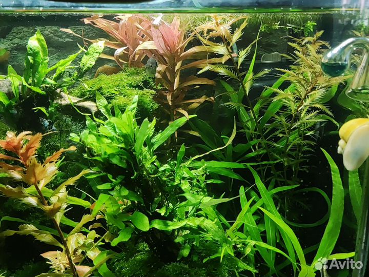 Аквариумные растения