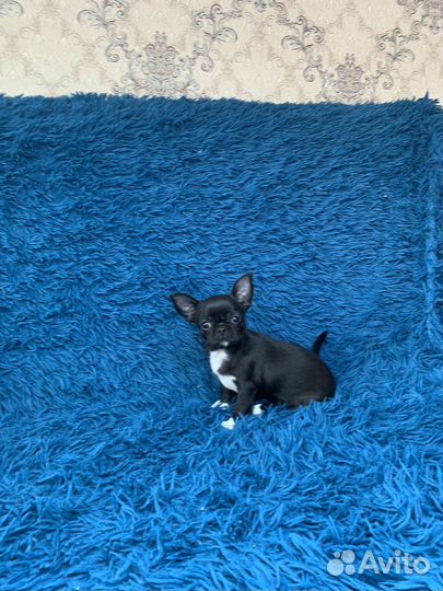 Черная девочка чихуахуа