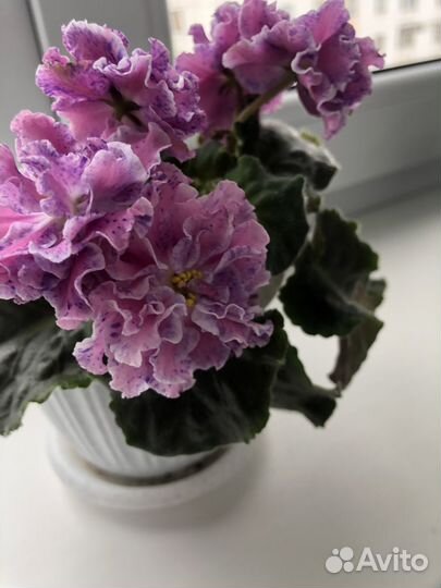 Сортовые фиалки