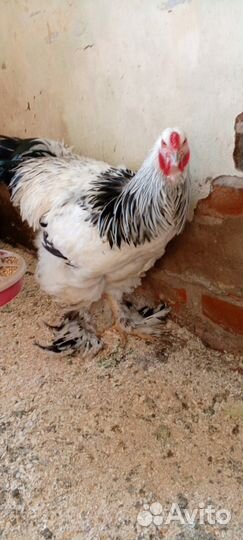 Петух Брама Колумбийская