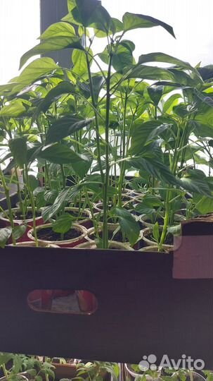 Продажа рассады