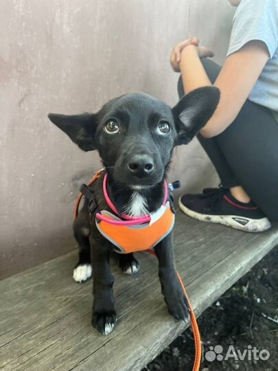 Щенок в дар