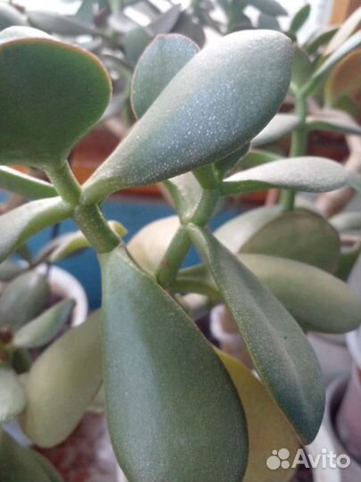 Толстянка денежное дерево