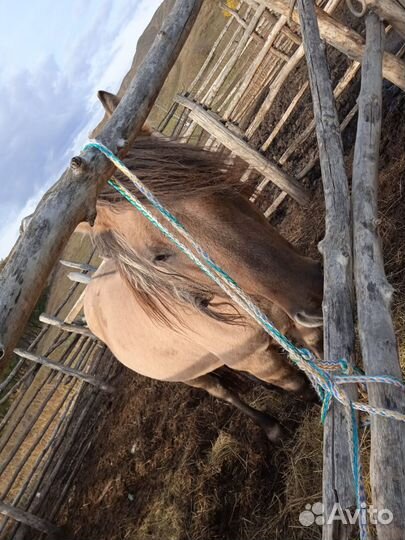 Башкирская лошадь