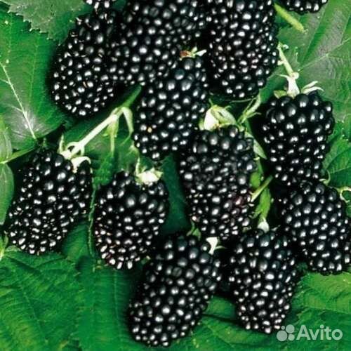 Ежевика Агавам