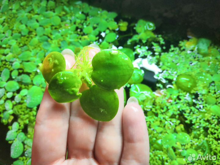 Аквариумные растения