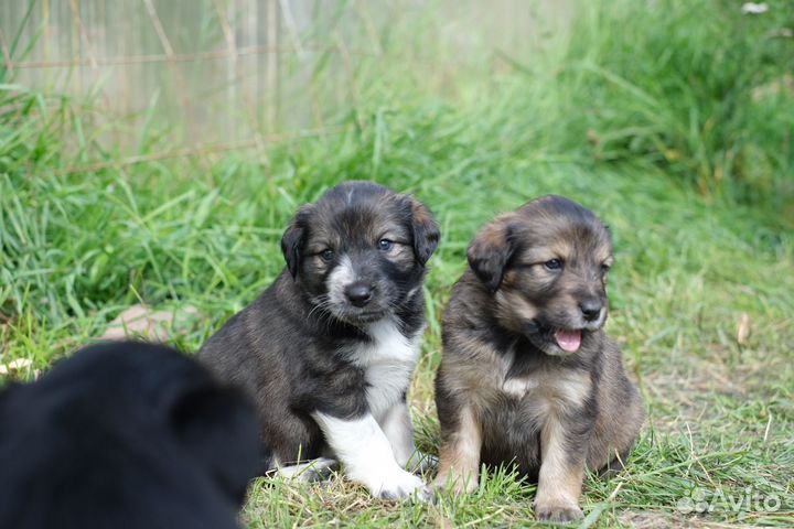 Щенки бесплатно