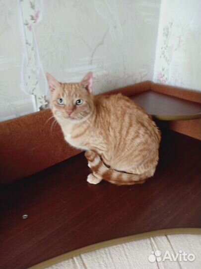 Котики в добрые руки