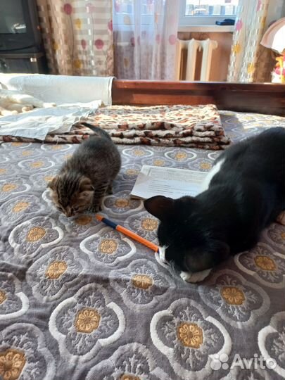 Шотландская вислоухая кошка