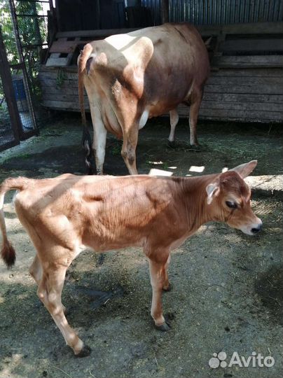 Джерсейская тёлочка