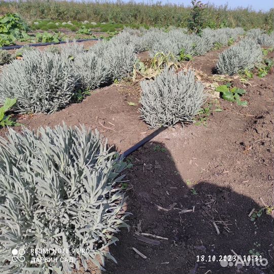 Лаванда широколистная