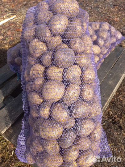 Продам картофель