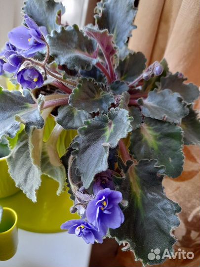 Фиалка комнатная