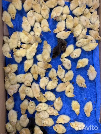 Перепела, инкубационные яйца