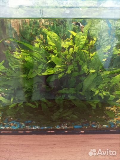 Растения для аквариума прополка