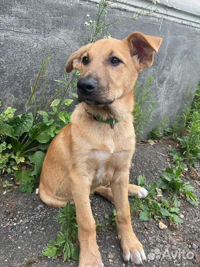 Щенок в добрые руки