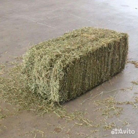 Сено луговое в тюках зеленое (покос 2023)