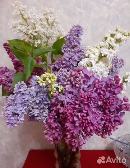 Саженцы сирени