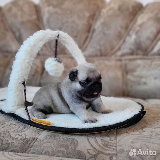 Маленькие колобки