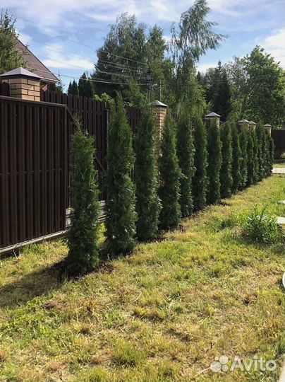 Туя западная Колумна 1.4-1.6 - 2300