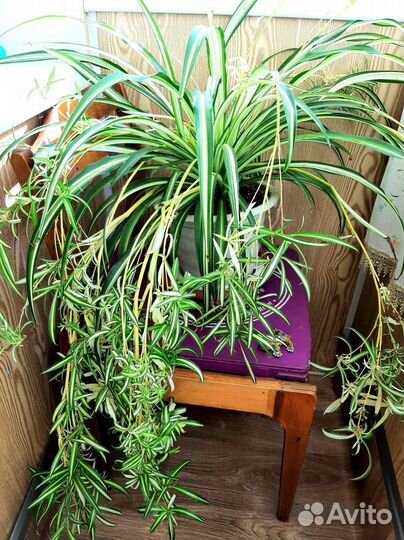 Хлорофитум хохлатый