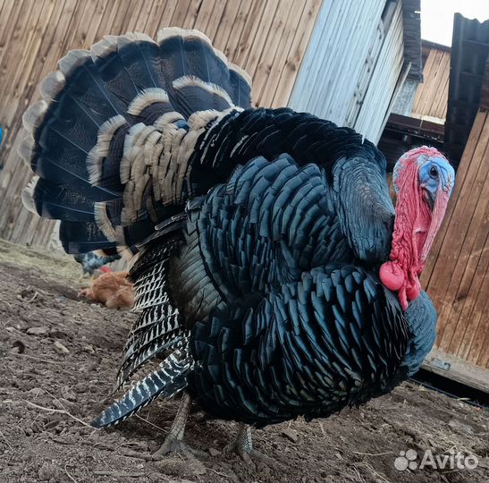 Индюки, индюшата