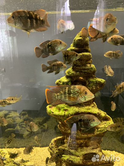 Аквариумные рыбки цихлиды