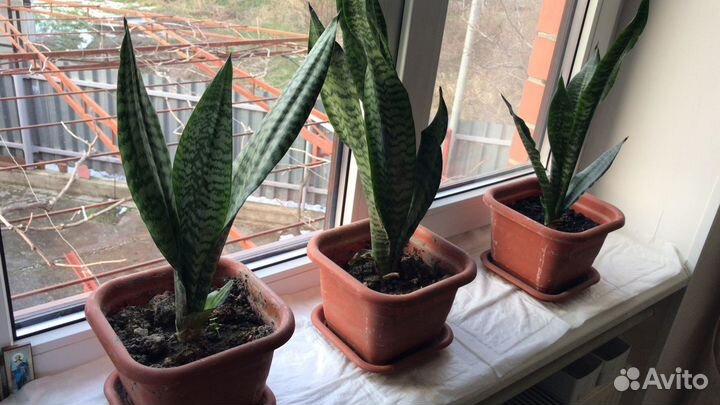 Растение Сансевиерия. «Щучий хвост»