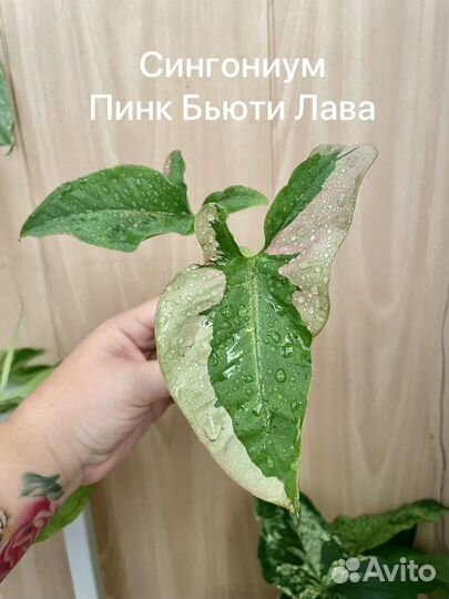 Сингониумы сортовые