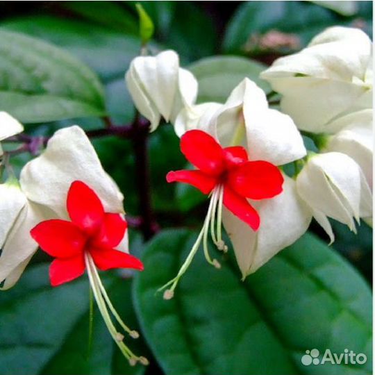 Клеродендрум томпсон