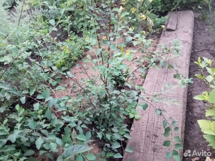 Спирея Вангутта, серая