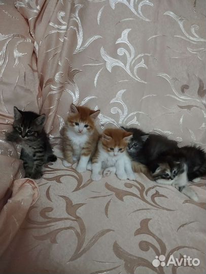 Кошки в добрые руки бесплатно