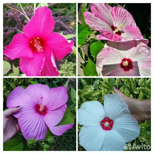 Гибискус травянистый,болотный