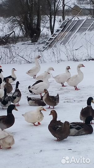 Гуси и утки на мясо или разведение