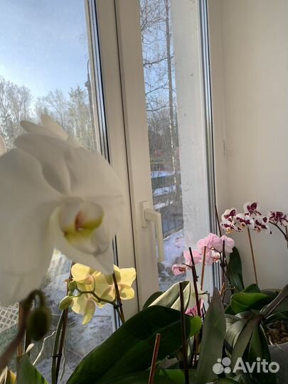 Орхидея