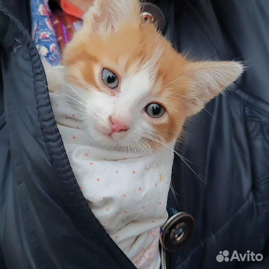 Котёнок