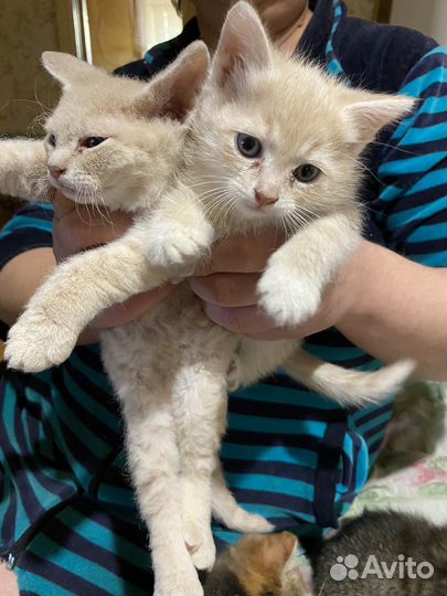 Котята в добрые руки