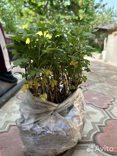 Растения для сада