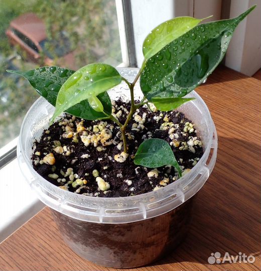 Фикус Бенджамина Наташа