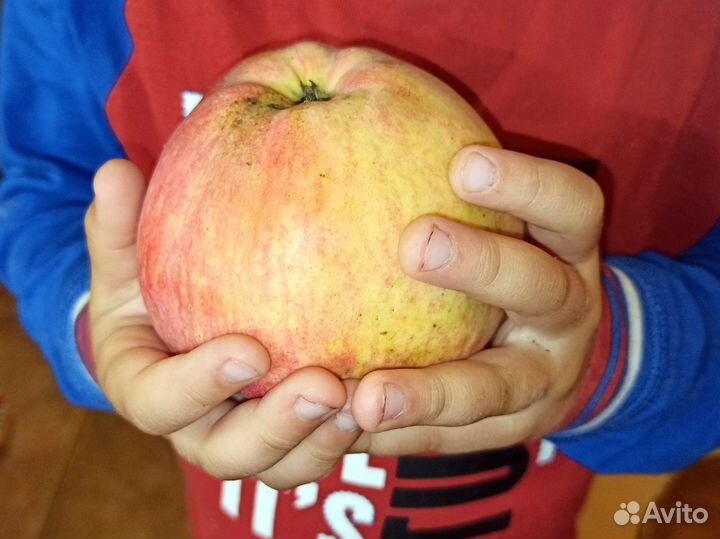 Черенки для прививки яблонь груш слив вишни черешн