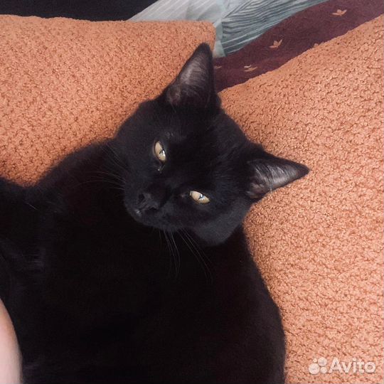 Кот в добрые руки