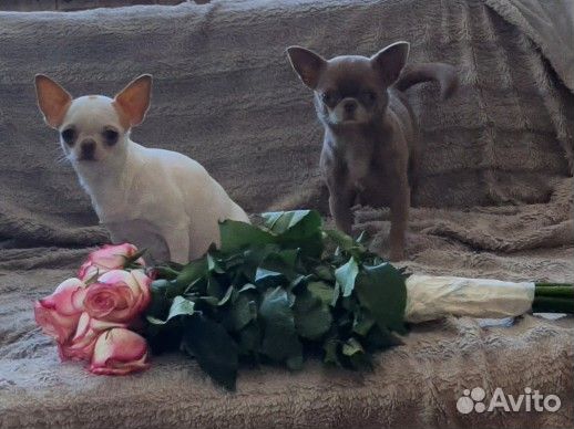 Инструктор по вязке собак, консультация